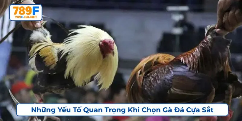 Cách chọn gà đá cựa sắt hay có thể dựa vào kinh nghiệm thi đấu của chúng