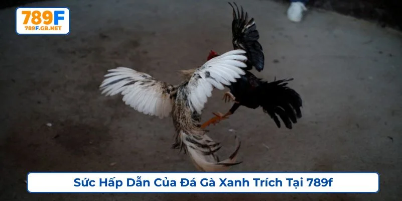 Đá gà xanh trích có tỷ lệ thắng cao