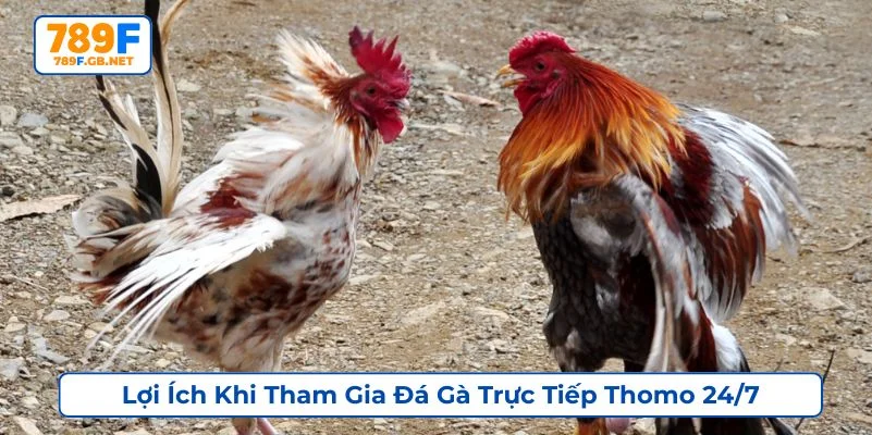 Nhà cái cung cấp tỷ lệ kèo đá gà Thomo hấp dẫn